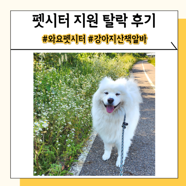 와요 펫시터 강아지 산책 알바 면접 불합격 후기 와요 펫시터 강아지 산책 알바 면접 불합격 후기