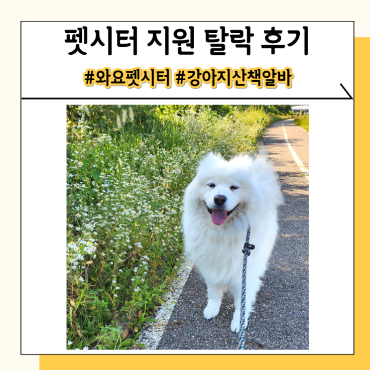 와요 펫시터 강아지 산책 알바 면접 불합격 후기