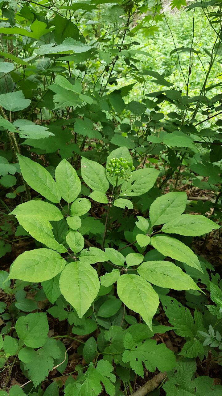 산양삼 산업화 발전을 위한 현장의 목소리 직접 듣는다! 산양삼 산업화 발전을 위한 현장의 목소리 직접 듣는다!