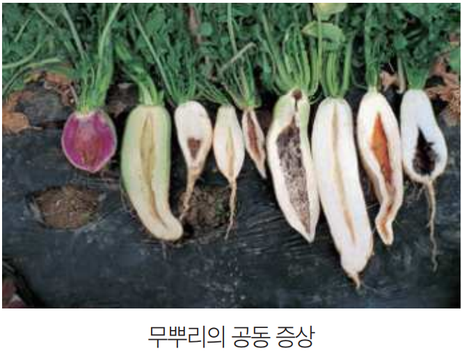  무 붕소부족으로 인하여 조직무름 => 2차 변색 피해 => 감염시 흑심 피해