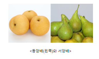품종부터 효능까지, 알면 배로 맛있는 ‘배(梨)’ 품종부터 효능까지, 알면 배로 맛있는 ‘배(梨)’