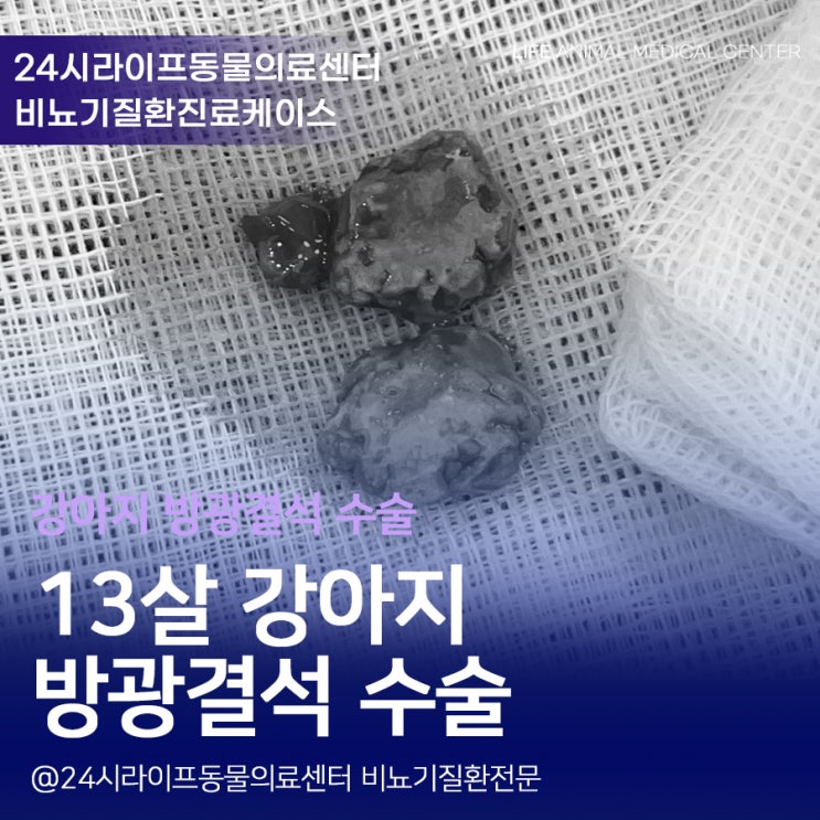 13살 노령견 방광결석 수술 : 대구강아지방광결석수술 안전하게 13살 노령견 방광결석 수술 : 대구강아지방광결석수술 안전하게