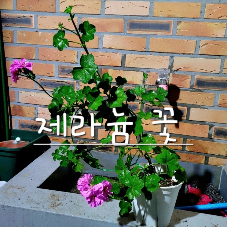  제라늄 꽃 사진 찍고 자르기