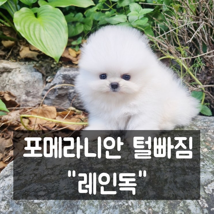  포메라니안털빠짐 쉽게 해결해요