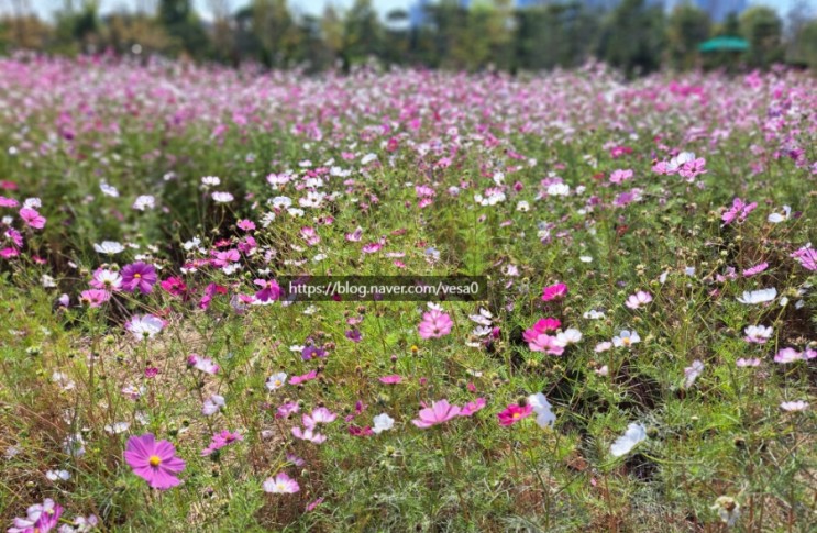 흐드러진 코스모스 보러 갔던 인천 계양구 꽃마루공원