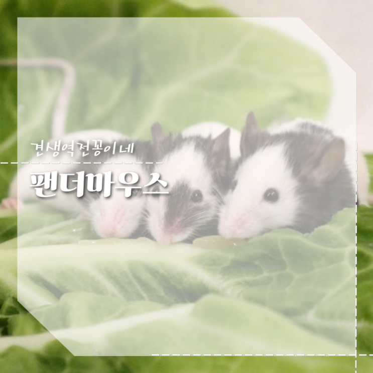  반려동물종류 팬더마우스 키우는법 수명 합사 주의점