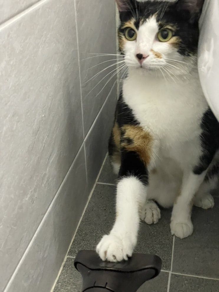  고양이 중 성격 원탑, 삼색이 고양이 목욕시키기! 팁공유