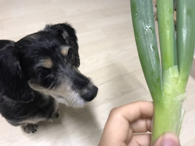  강아지 대파 먹어도 될까 안될까