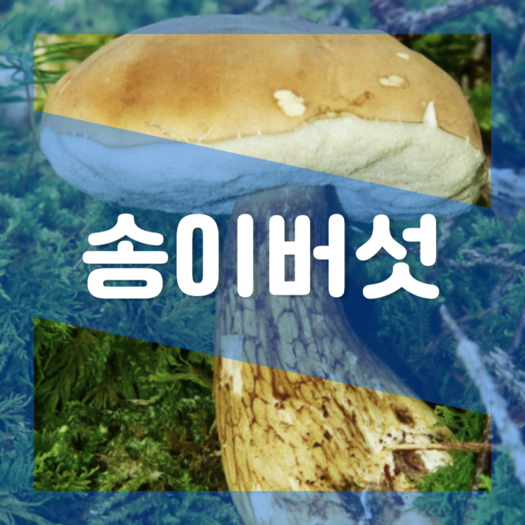  자연산 송이버섯 효능 부작용 : 채취시기 칼로리 영양성분 함유량