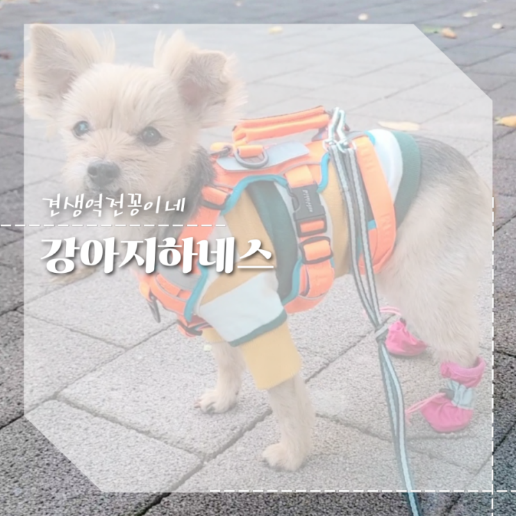  강아지 하네스 추천 슬개골 관절보호하네스 앞고리 가슴줄 후기