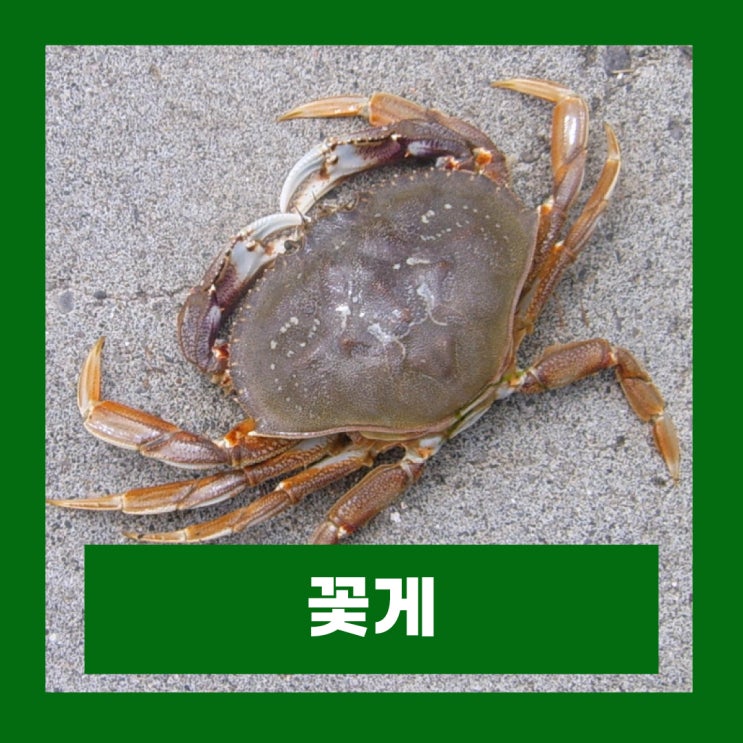  제철꽃게 칼로리 효능 부작용 갑각류알레르기 증상