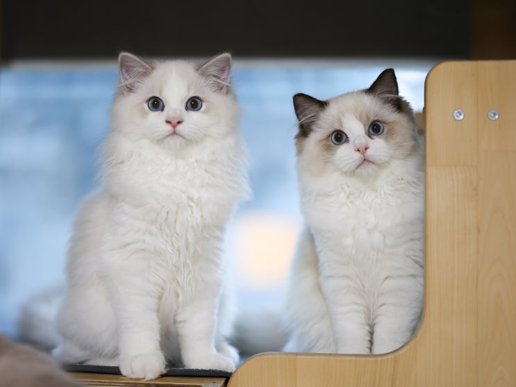 랙돌캐터리 4개월 고양이 모습, 씰바이 링스 성격 및 렉돌 수명 유전병