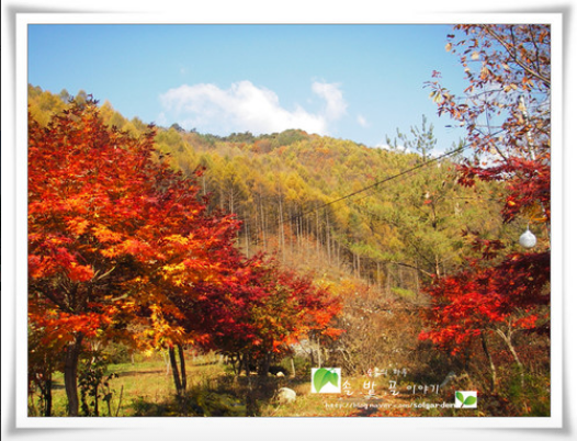 솔밭골펜션 사진 4