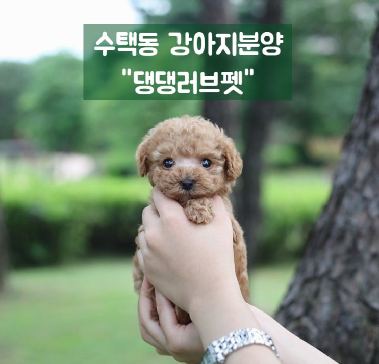  수택동강아지분양 추억이 시작