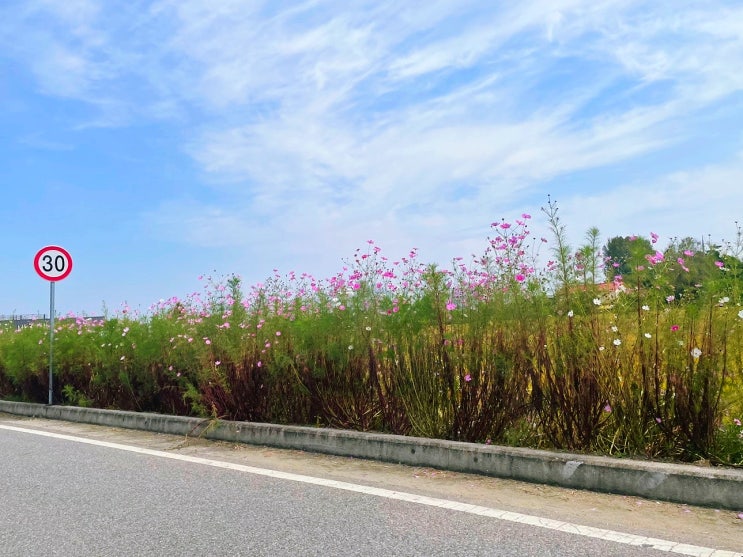  [평택] 경기도 핑크 뮬리 명소! 바람새마을 (소풍 정원_반려동물 산책_경기도 근교 데이트)