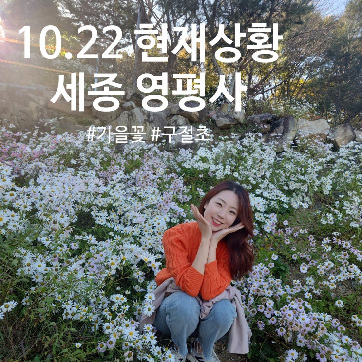  세종 영평사 구절초 10월 현황 충청도 가을꽃