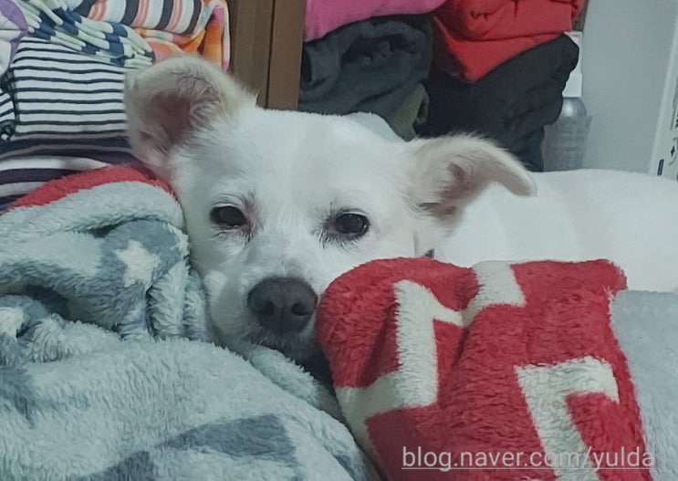  개피곤