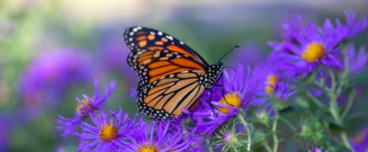 나비와 나방의 차이점에는 어떤 것들이 있을까요?