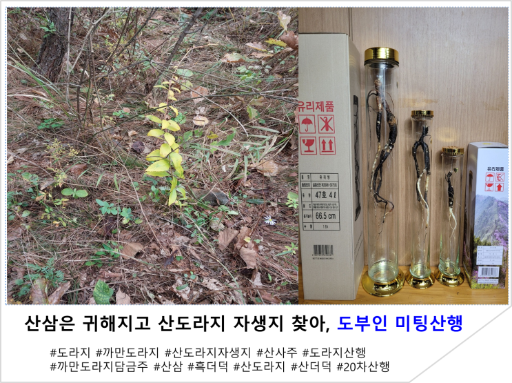  산삼은 귀해지고  산도라지 자생지 찾아, 도부인 미팅산행 장생도라지와 흑도라지, 까만도라지