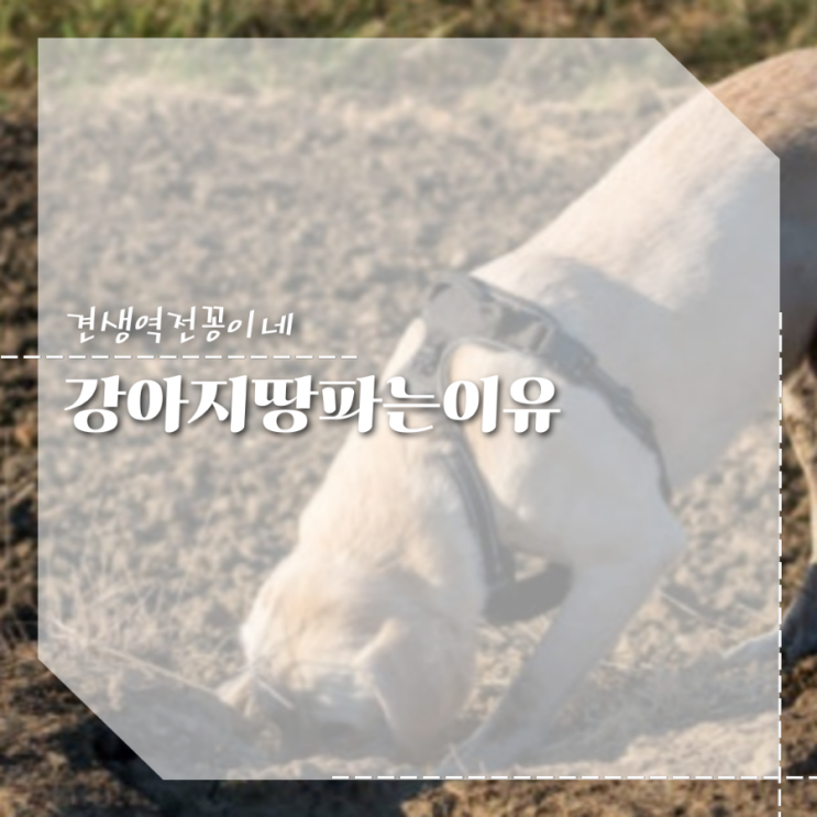  강아지가 땅을 파는 이유 f.방석 긁는 행동 의미