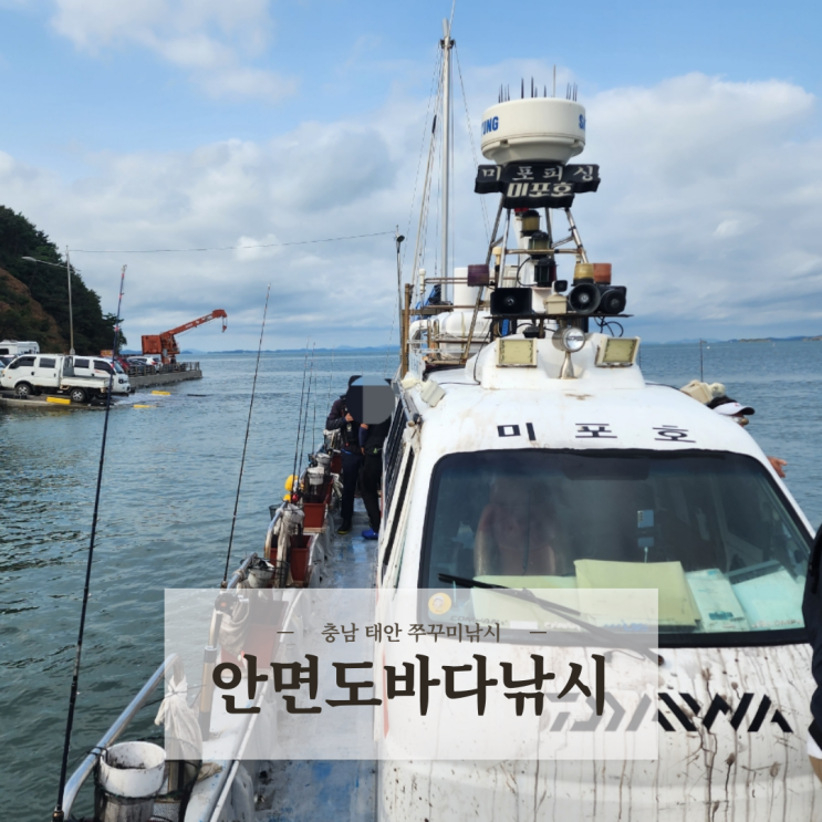  충남 태안 쭈꾸미낚시 배낚시체험 준비물 / 안면도바다낚시 씨엘피싱 미포호 내돈내산 후기