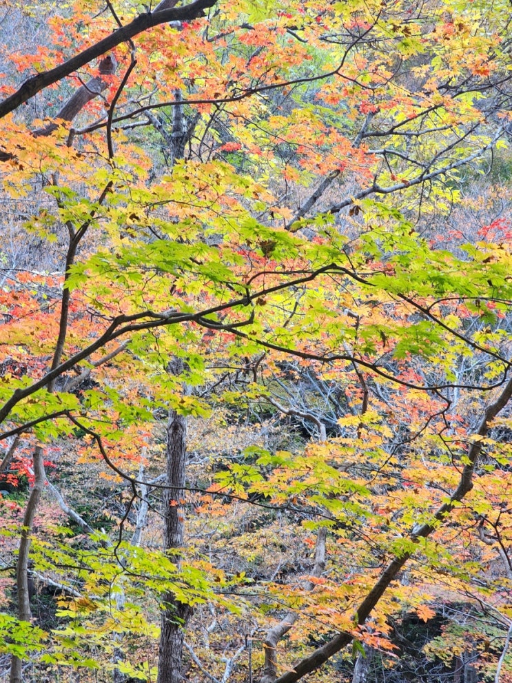  지리산 뱀사골 단풍: 10월 23일 현재~~