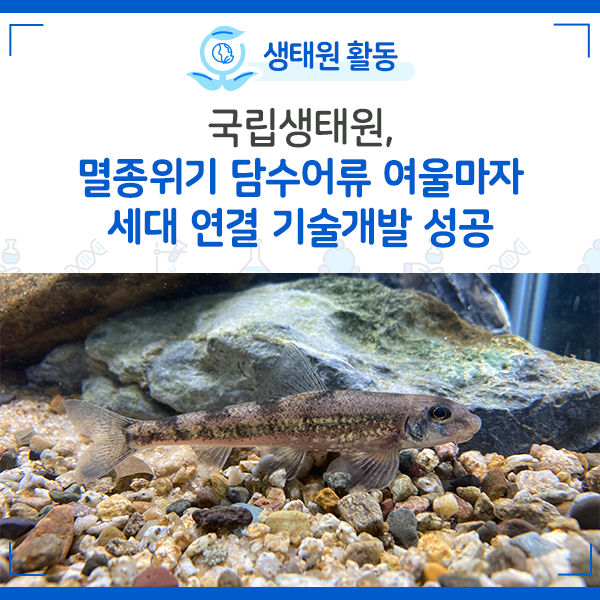 [NIE 소식] 국립생태원, 멸종위기 담수어류 여울마자 세대 연결 기술개발 성공