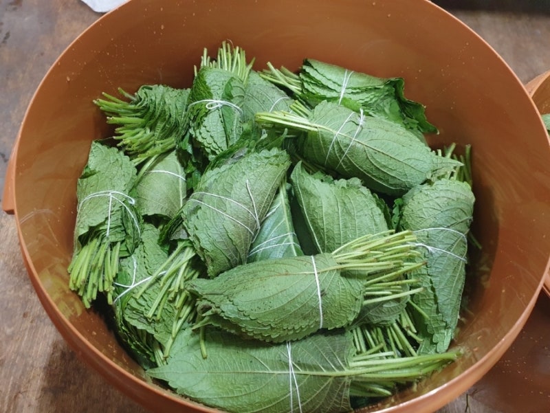 단풍 가을 노지 깻잎 소금물에 삭히기/소금물 농도/삭힌 깻잎 보관법