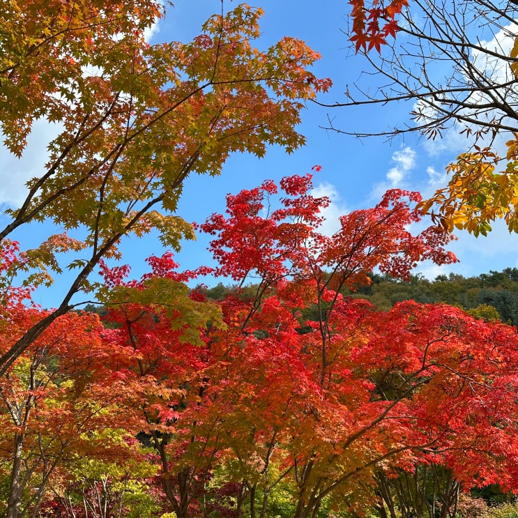  10월 넷째주 / 단풍명소 곤지암 화담숲 취켓팅 성공 후기
