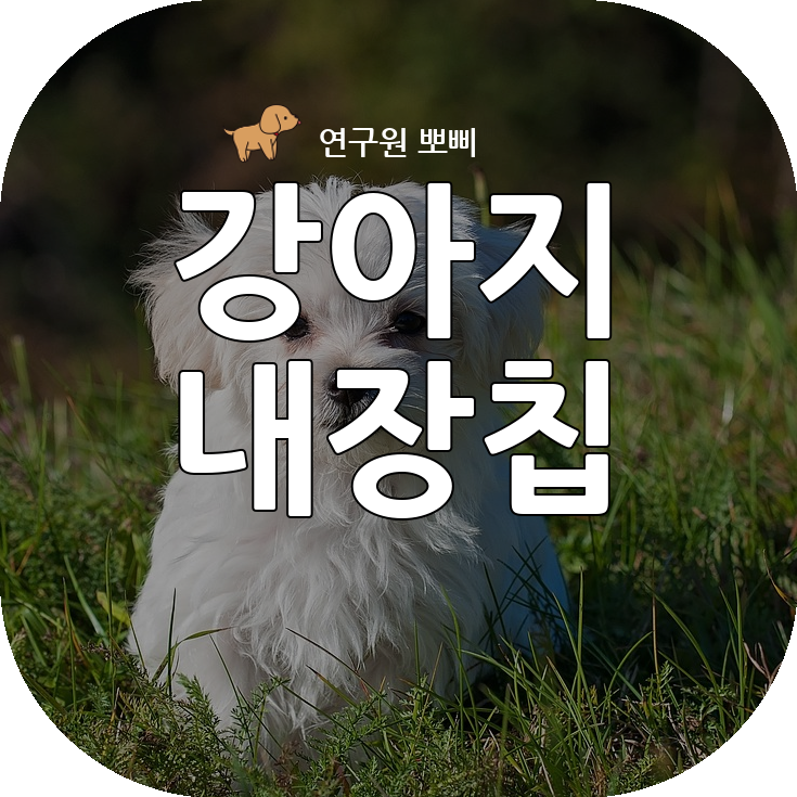  강아지 내장칩, 외장칩, 인식표 장단점과 절차, 저희집 실제 경험 공유합니다!