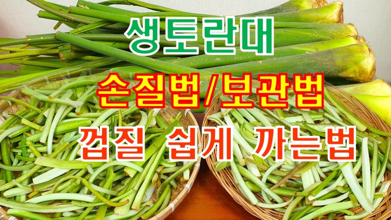 토란껍질 쉽게 까는법/생토란대 말리는법/생토란대줄기벗기는방법