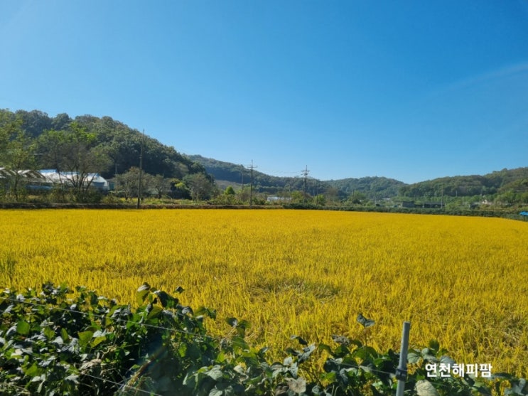  2023 벼수확 마무리 쓰러진벼베기 범용콤바인 클라스콤바인