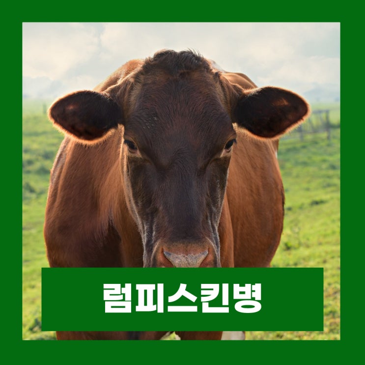  럼피스킨병 뜻 증상 백신접종 사람 전염여부