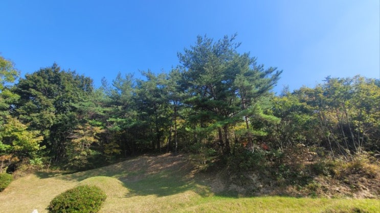  주택 농경지와 분묘 주변 나무의 벌목('울산벌초대행')