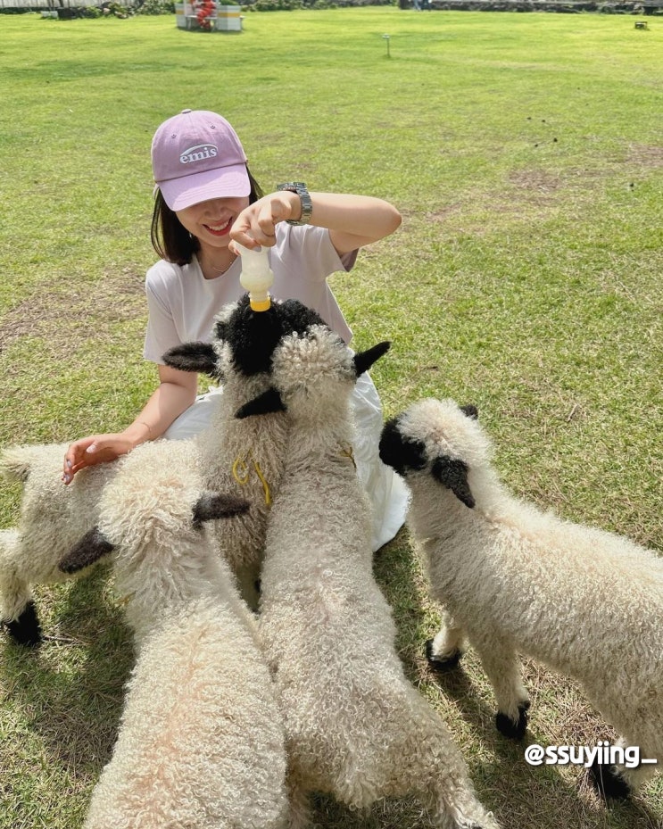 제주 새별프렌즈 꼭 가봐야 하는 이유 제주 새별프렌즈 꼭 가봐야 하는 이유