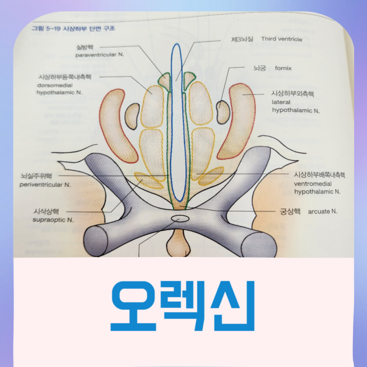  오렉신 하이포크레틴 비만 관련 호르몬 알아보기