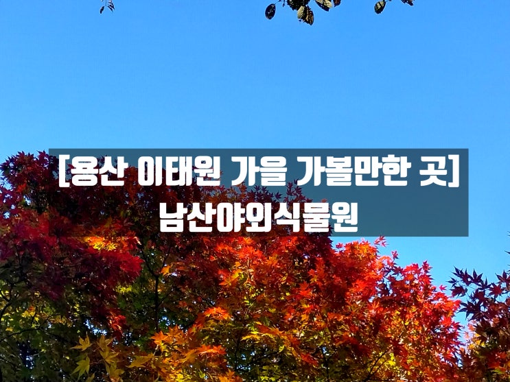  [서울 용산 이태원 10월/11월 가을 가볼만한 곳] 남산야외식물원