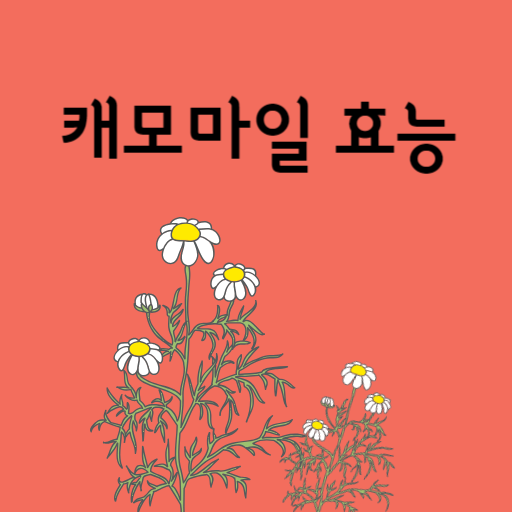  카모마일차의 효능, 원산지, 수면연구결과