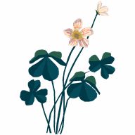  꽃(Flower)