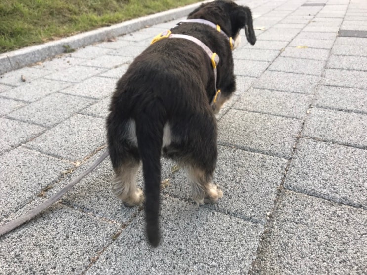  강아지 허리디스크 증상 중 노견 뒷다리 절뚝 이유