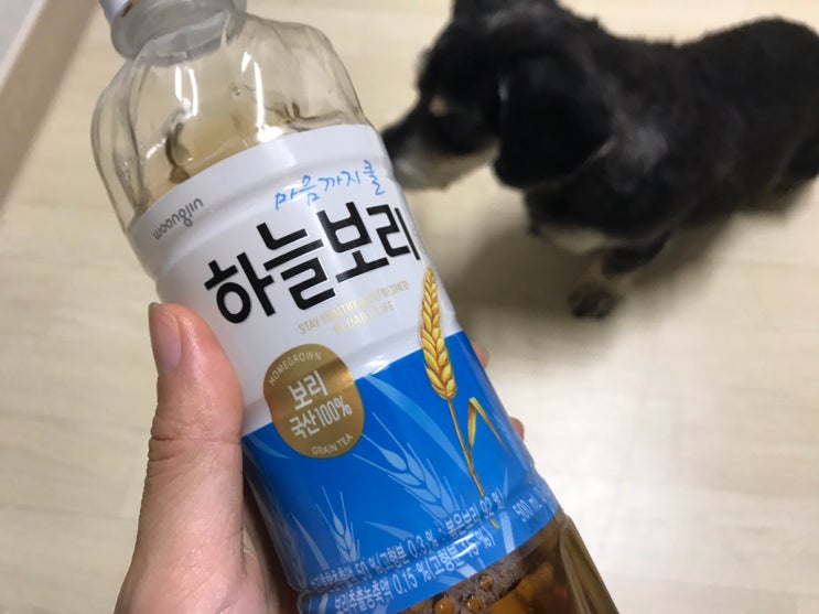  강아지 보리차 먹어도 되나요 ( ft. 하늘보리에 대한 고찰 )