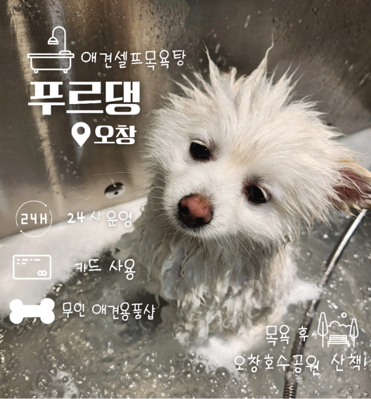  청주 오창호수공원 근처 24시 무인 애견 셀프 목욕탕 푸르댕
