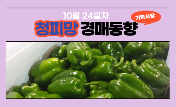  [경매사 일일보고] 10월 24일자 가락시장 청피망 경매동향을 살펴보겠습니다!