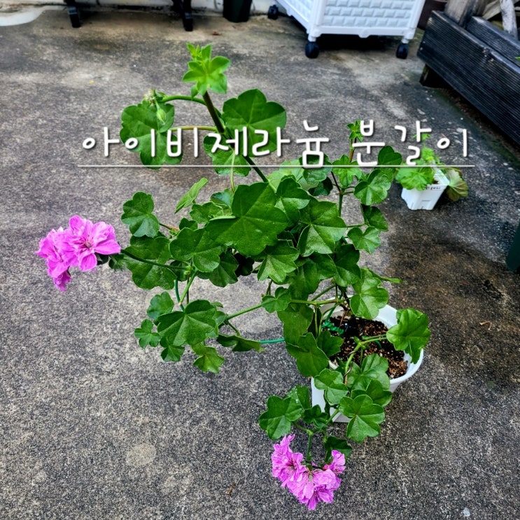  아이비제라늄 분갈이