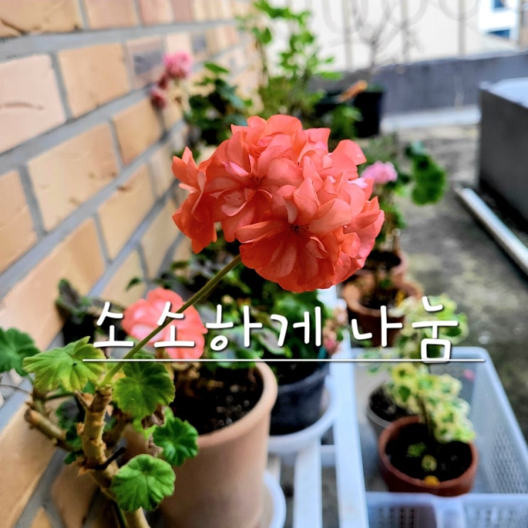  소소하게 삽수 나눔