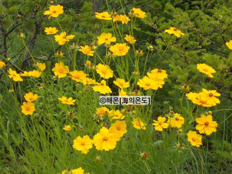 [디카]니콘 쿨픽스 A10 | NIKON COOLPIX A10
