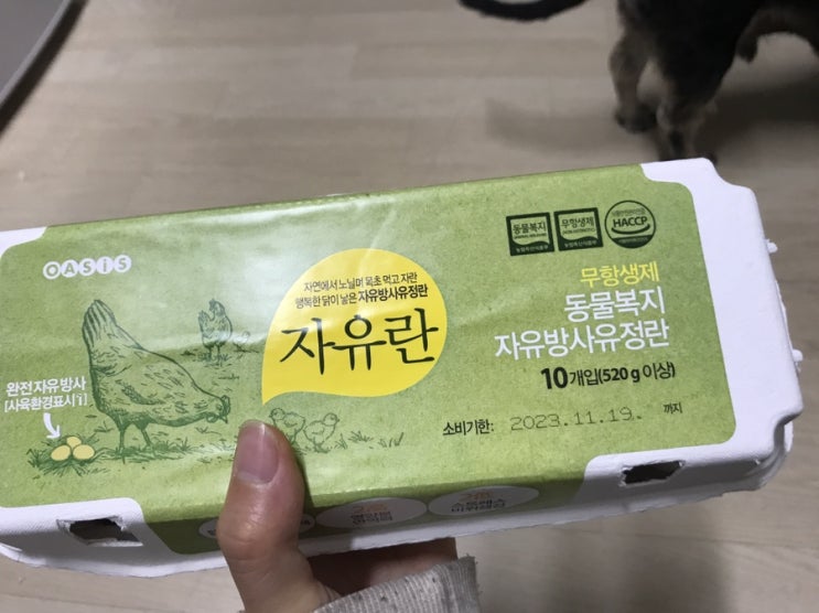  강아지 계란 흰자 먹어도 되나요 ( ft. 껍질 , 노른자 , 구매팁)