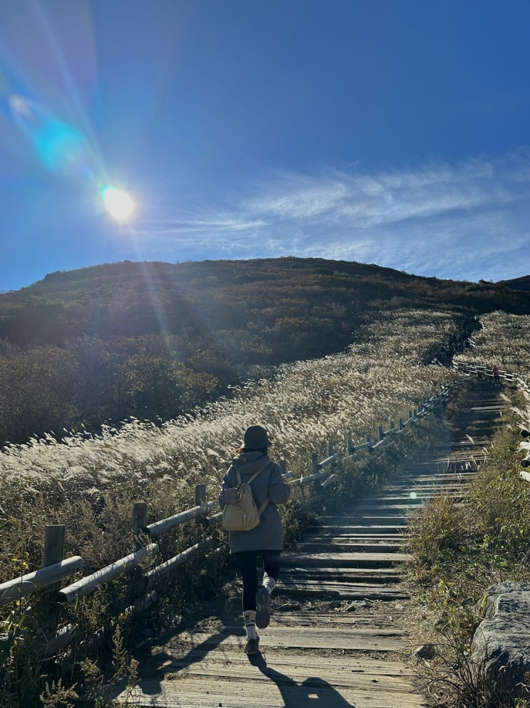  울산) 간월재 억새군락지 쉬운 등산코스 (주말 후기, 주차장, 준비물)