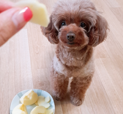 강아지와 사과의 만남: 강아지 사과를 먹어도 될까요?