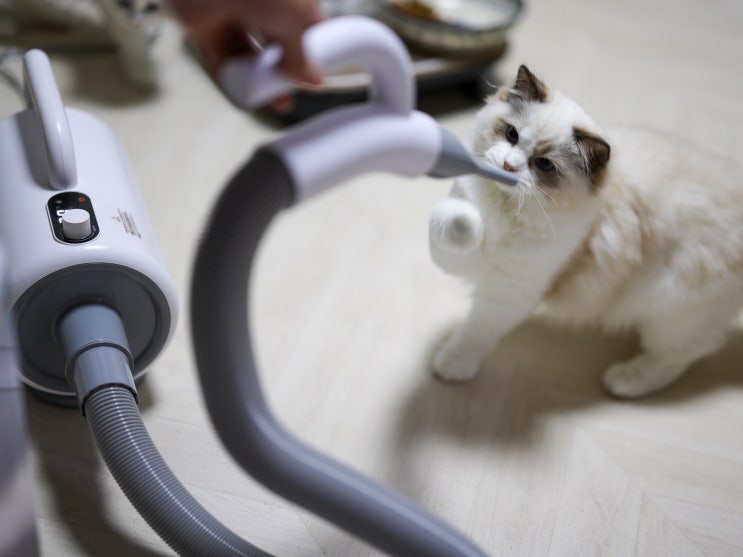  고양이 펫 드라이기 추천, 목욕 주기 후 털 말리기 편한 코코시루 에어탱크